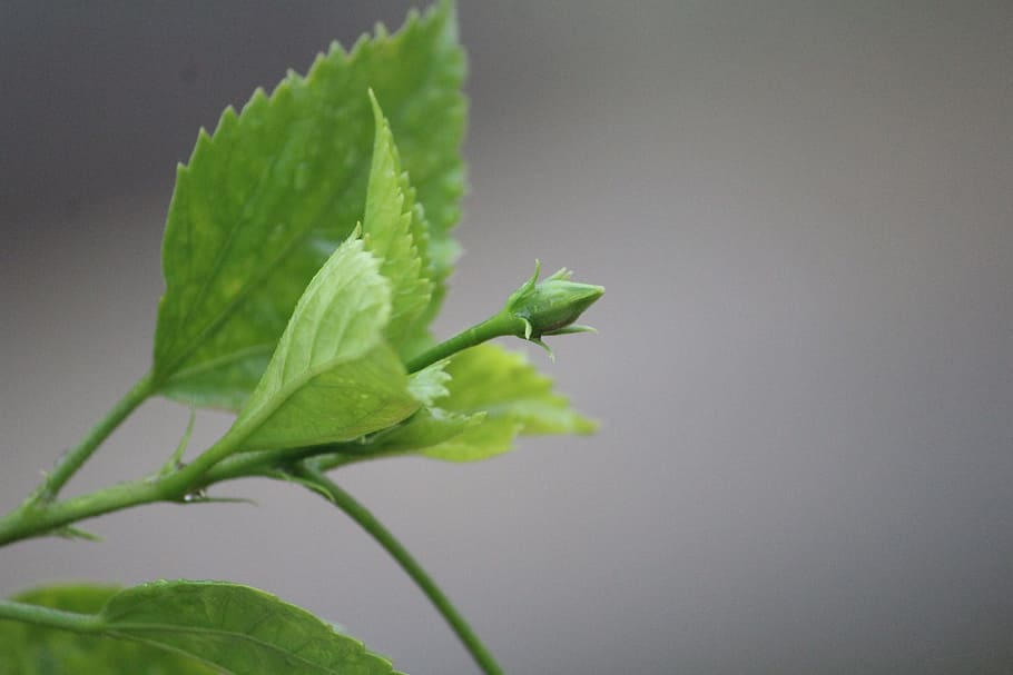 bud, flower, plant, spring, blossom, leaf, petal, bloom, summer HD wallpaper