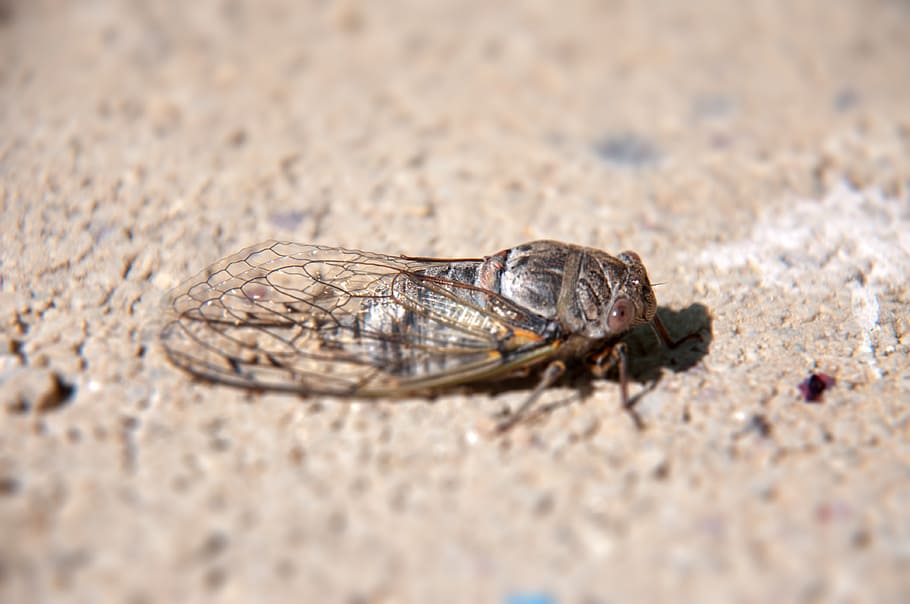 nature, insect, cicada, demo effect, animal themes, animal wildlife HD wallpaper