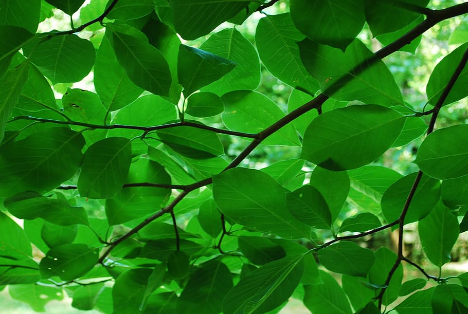 green, leaves, nature, leaf, summer, freshness, color, natural HD wallpaper