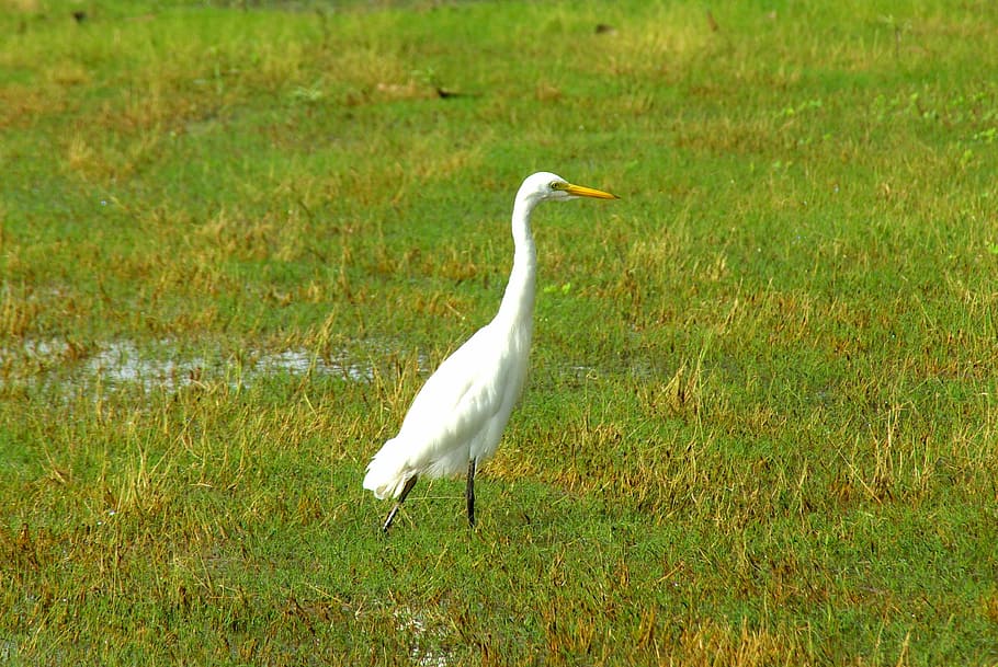egret, white, bird, elegant, animal, neck, natural, waterbird HD wallpaper