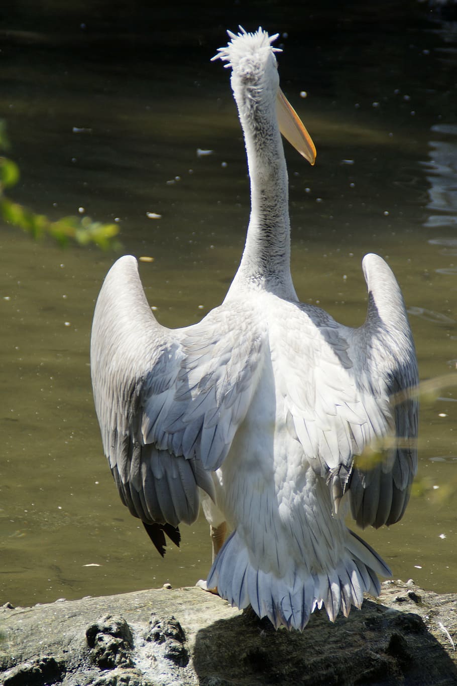 dalmatian pelican, pelikan, move, spring dress, water bird, HD wallpaper
