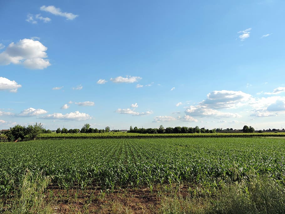 field, cloud, sky, green, nature, landscape, plant, agriculture HD wallpaper