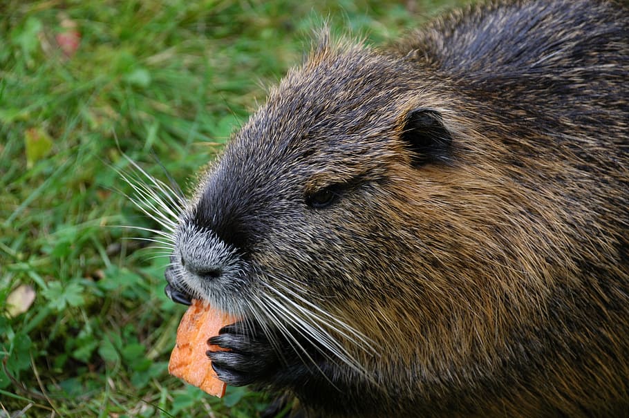 nutria, bisamberg draft, water rat, animal themes, one animal HD wallpaper
