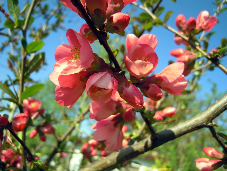 ornamental quince, blossom, bloom, tree, nature, spring, plant, HD wallpaper