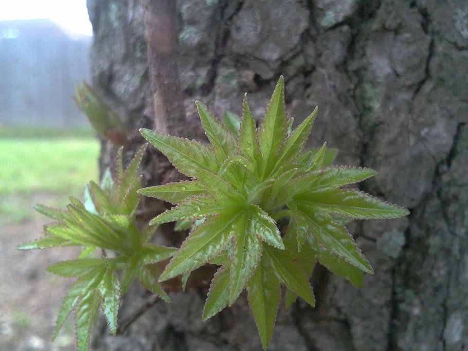 tree, spring, nature, green, summer, plant, forest, environment HD wallpaper