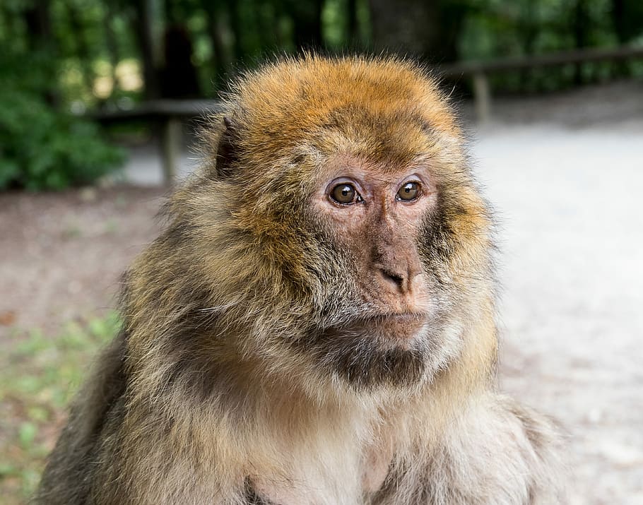 barbary ape, monkey, primate, animal, animal world, nature HD wallpaper