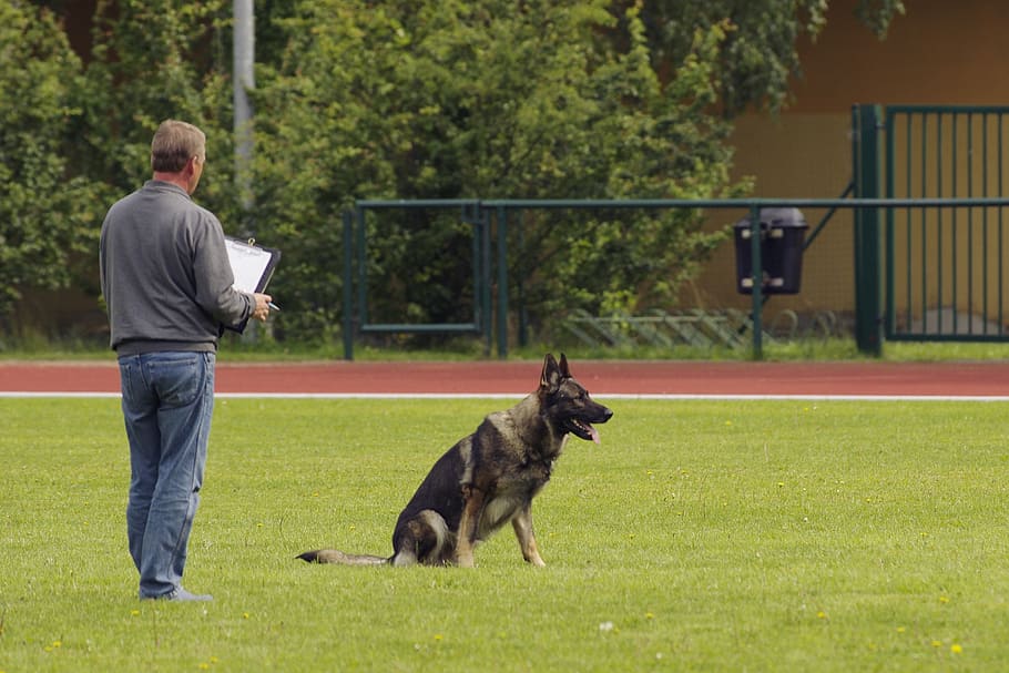 judging, competition, dog, german shepherd, one animal, domestic HD wallpaper