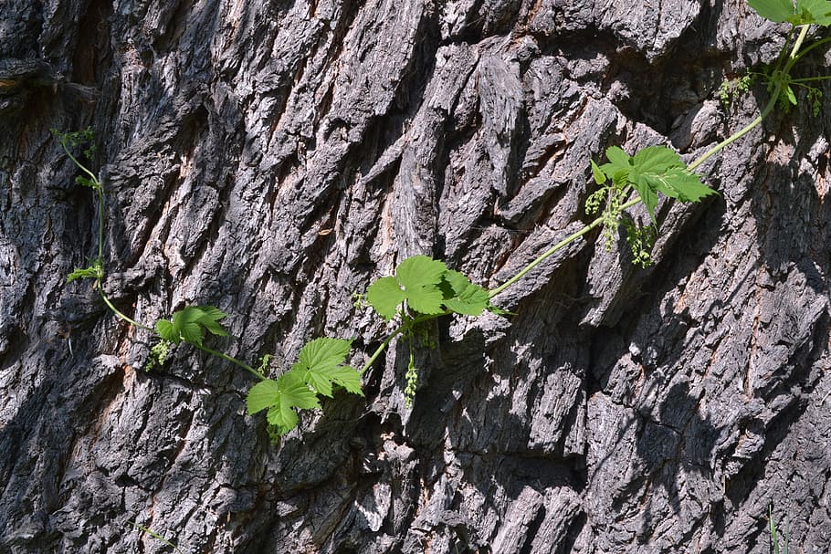 bark, vjun, tree, trunk, plant, rock, nature, growth, rock - object HD wallpaper