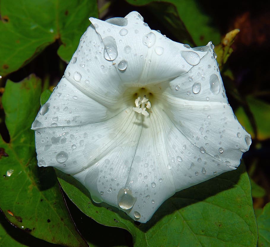 blossom, bloom, white, flora, macro, raindrop, summer, garden HD wallpaper