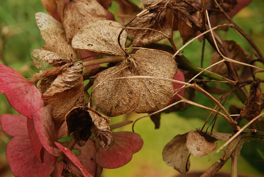 Hydrangea, Grain, Sheet, Pink, autumn, nature, close-up, food and drink HD wallpaper