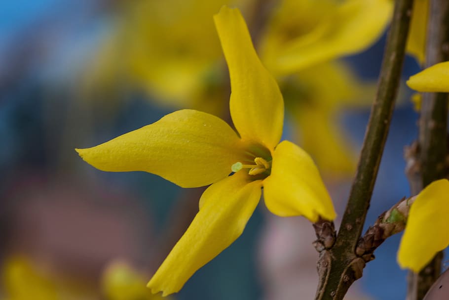 Spring Awakening, Blossom, Bloom, forsythia, gold lilac, yellow HD wallpaper