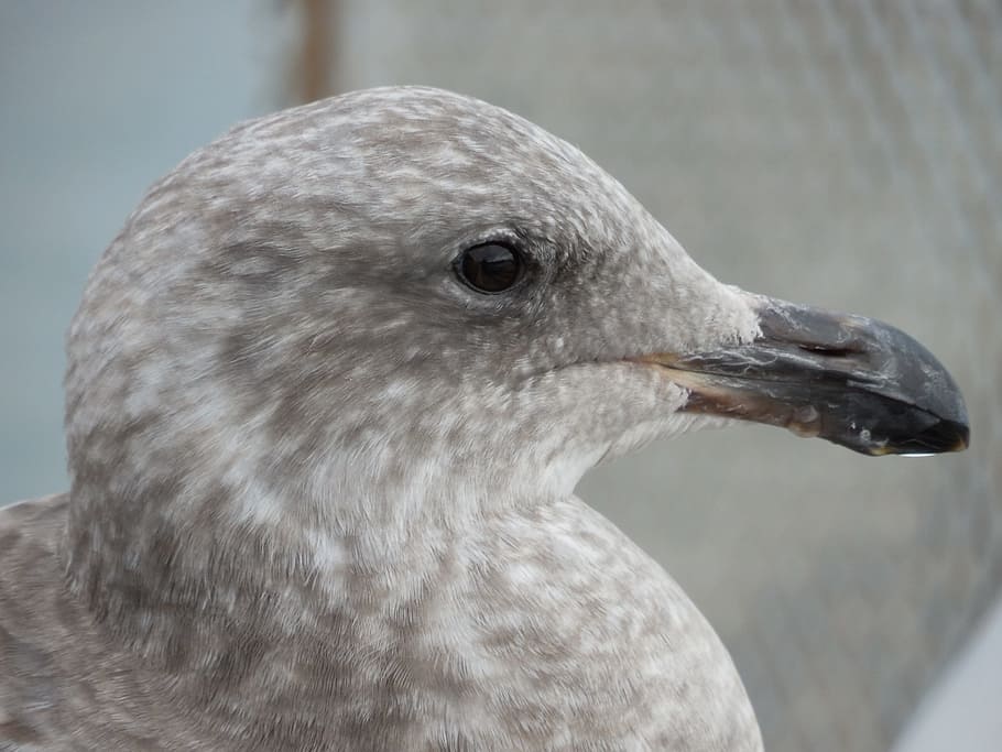 Seagull, Head, Bird, Fly, Wings, feather, wildlife, beak, dom HD wallpaper