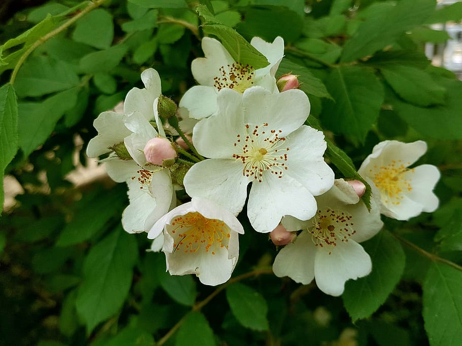 multiflora flower, spring, multiflora flower order, flowering plant HD wallpaper