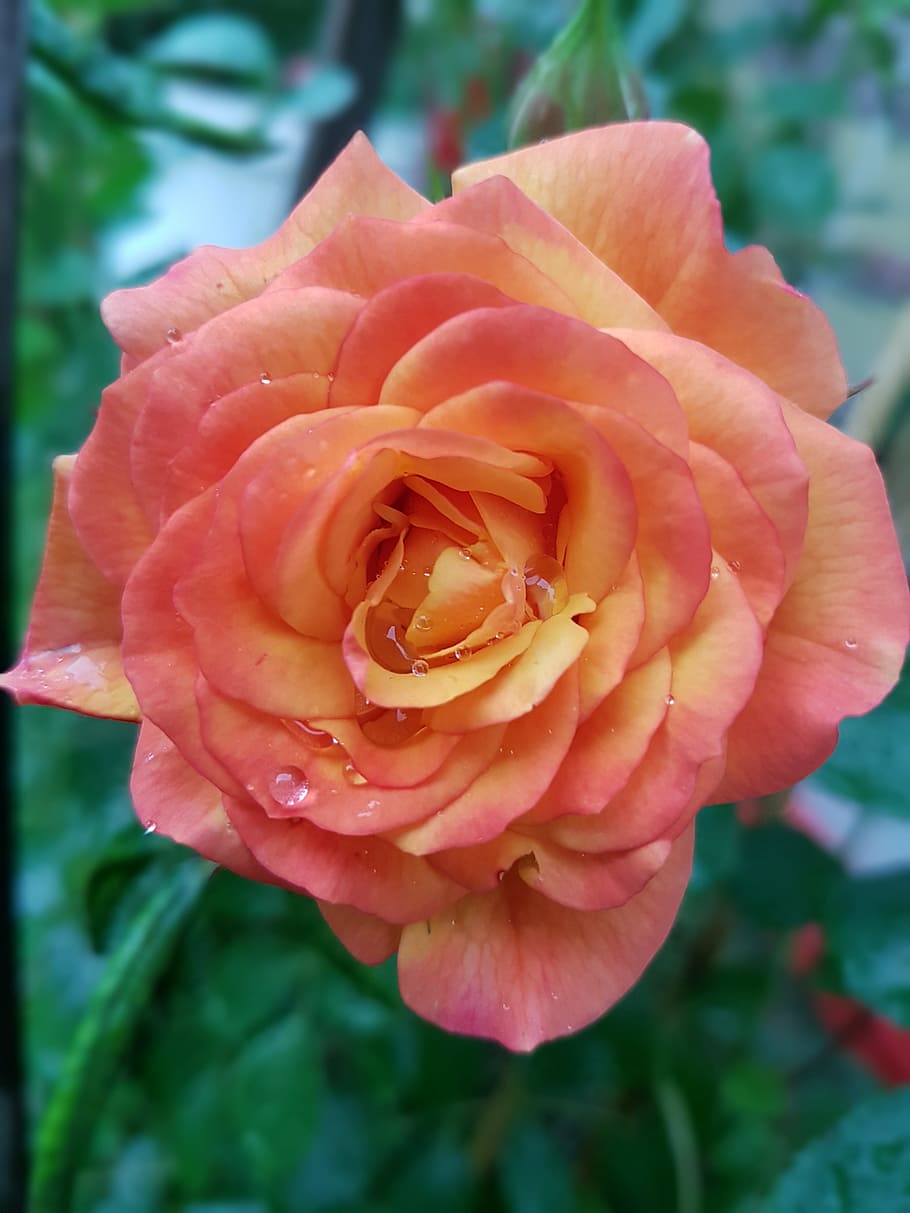 Flowers, Roses, nature, petal, plant, rose - flower, flower head HD wallpaper