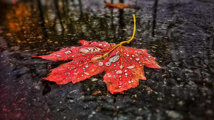 leaf, tree, road, water, drip, drop of water, autumn, rain