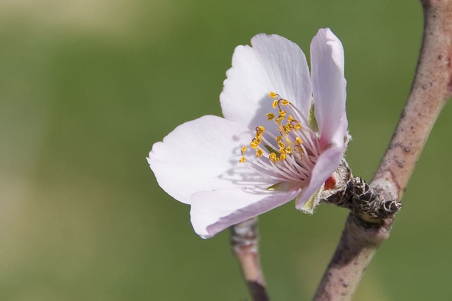 flower, almond, spring, tree, season, bloom, flowering plant HD wallpaper