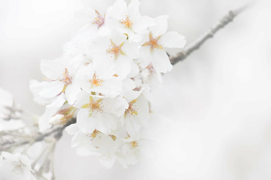 selective focus photography of white cherry blossom flowers HD wallpaper
