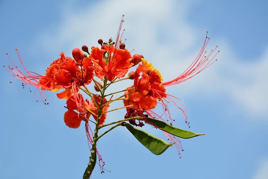 flower, red, decorative, freshness, garden, plant, flowering plant HD wallpaper