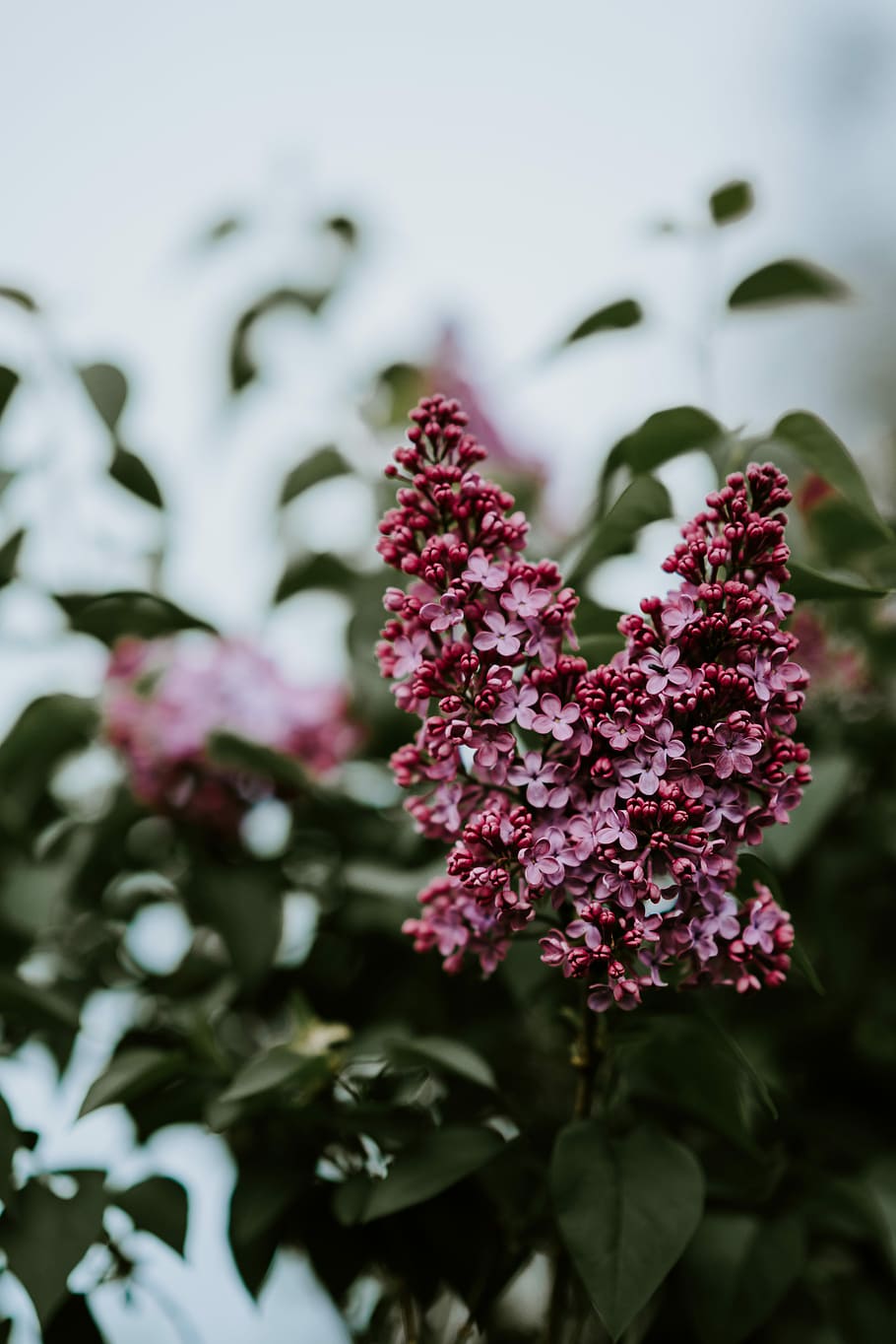 green plant with red flowers, selective focus photography of pink flowers HD wallpaper