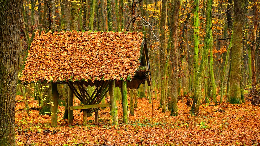 autumn, forest, avar, cottage, leaf, nature, yellow, tree, outdoors HD wallpaper