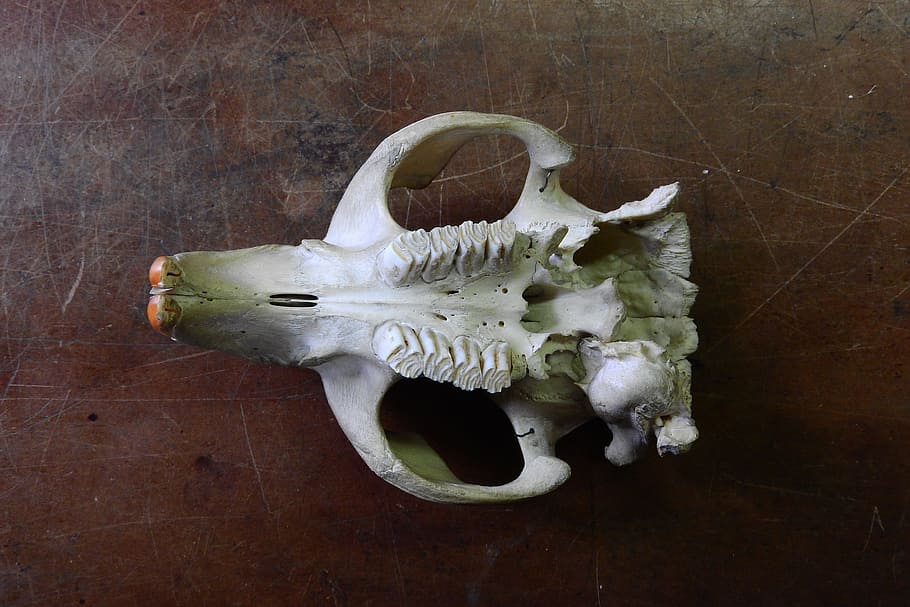 Skull, Skeleton, Teeth, Anatomy, Maxilla, animal Skull, wood - Material HD wallpaper