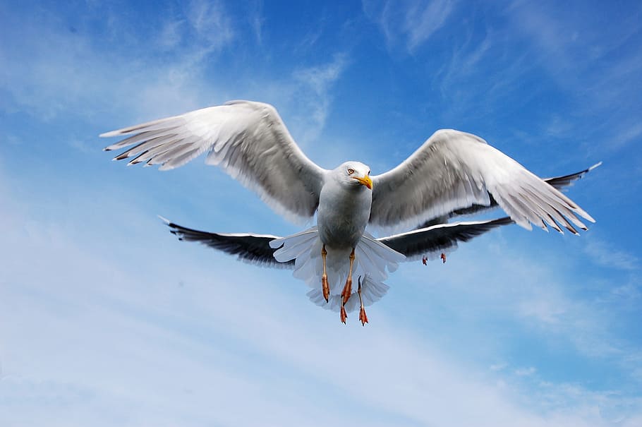 bird, seagull, sky, animal, animals in the wild, flying, animal wildlife HD wallpaper