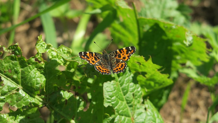 butterfly, spring, nature, meadow, animal wildlife, invertebrate HD wallpaper