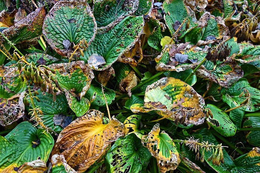 hosta, plant, withering, decay, rotting, autumn, autumn colors HD wallpaper