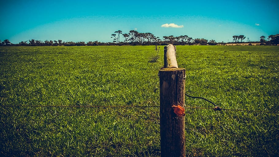 farm, grass, field, skyline, spring, livestock, countryside HD wallpaper