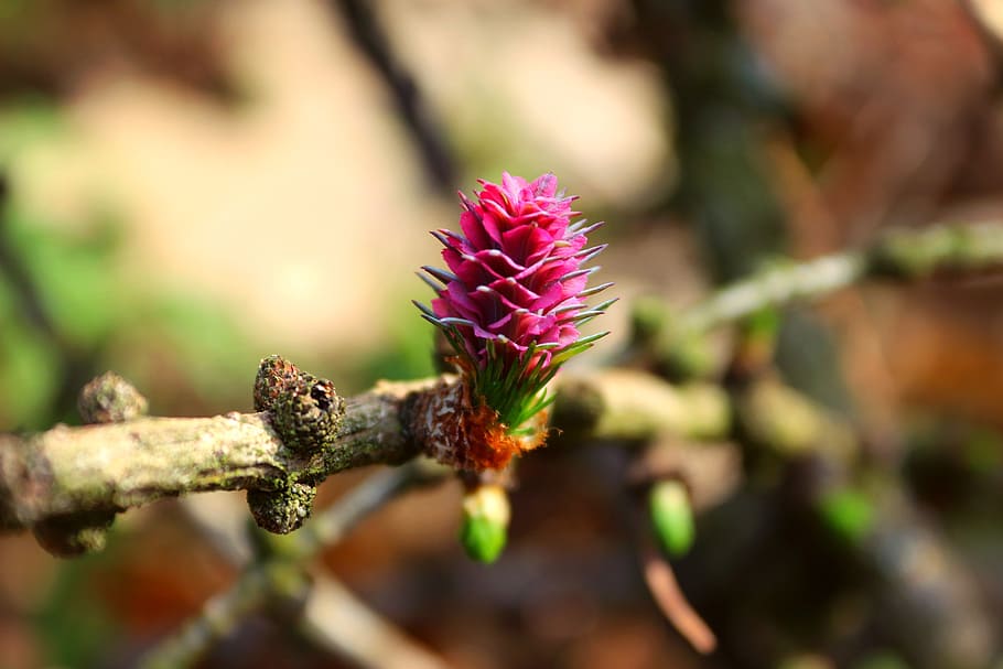 tree, larch, branch, nature, spring, flower, plant, close-up HD wallpaper