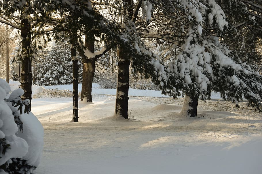 snow, winter, tree, cold, frost, march 8, nature, scene, cold temperature HD wallpaper