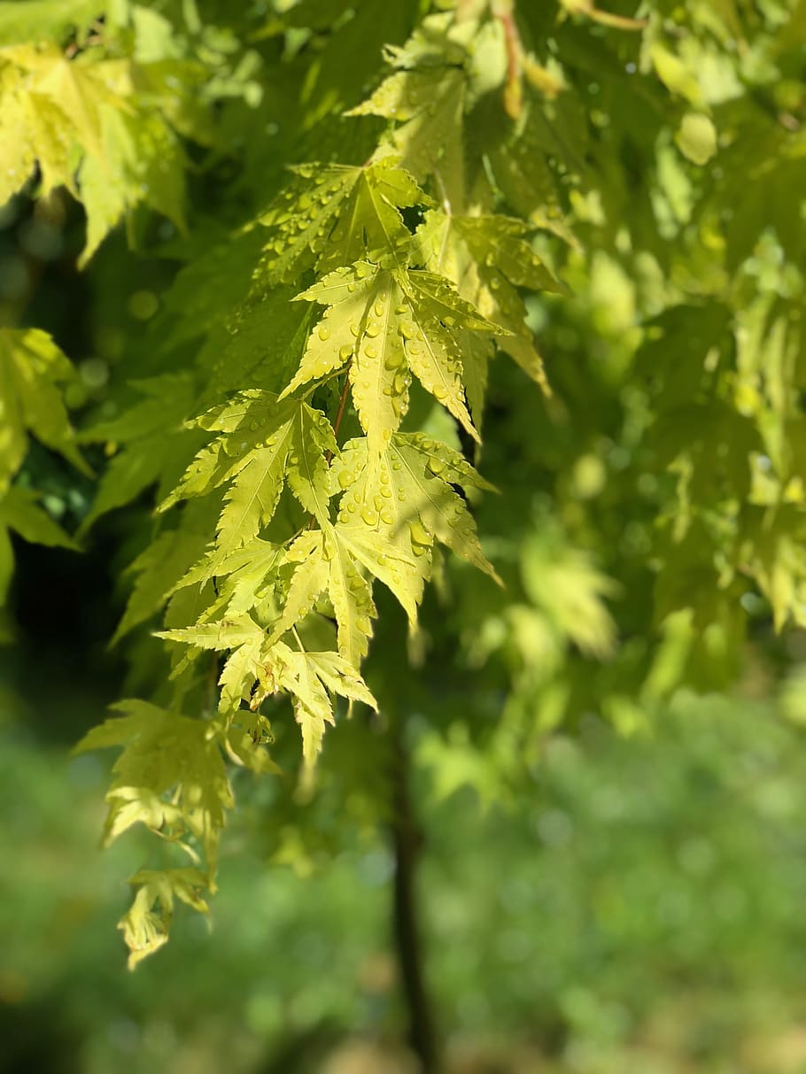 maple, leaf, raindrop, nature, leaves, yellow, tree, foliage HD wallpaper