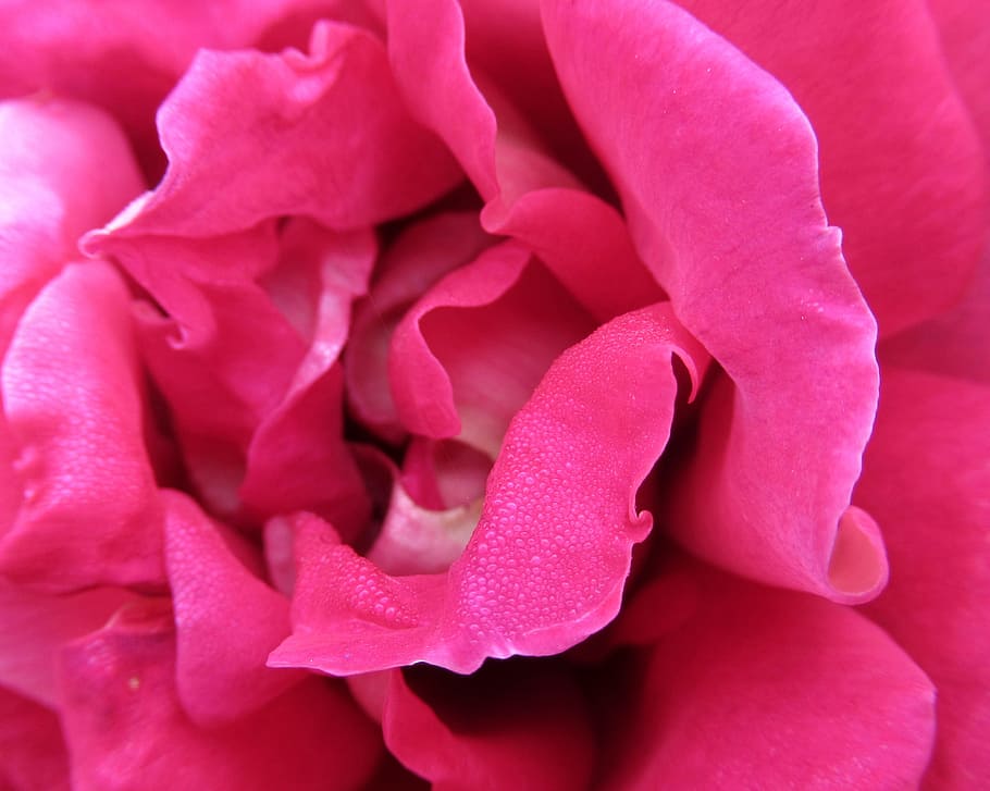 autumn, rose, open, flower, plant, flowering plant, petal, freshness HD wallpaper