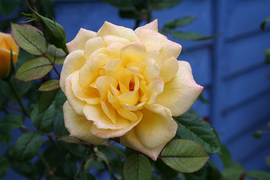 Flower, Bloom, Dew, rose, petal, nature, fragility, beauty in nature HD wallpaper