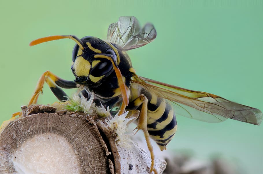 selective focus photography of yellow jacket wasp perched on log HD wallpaper