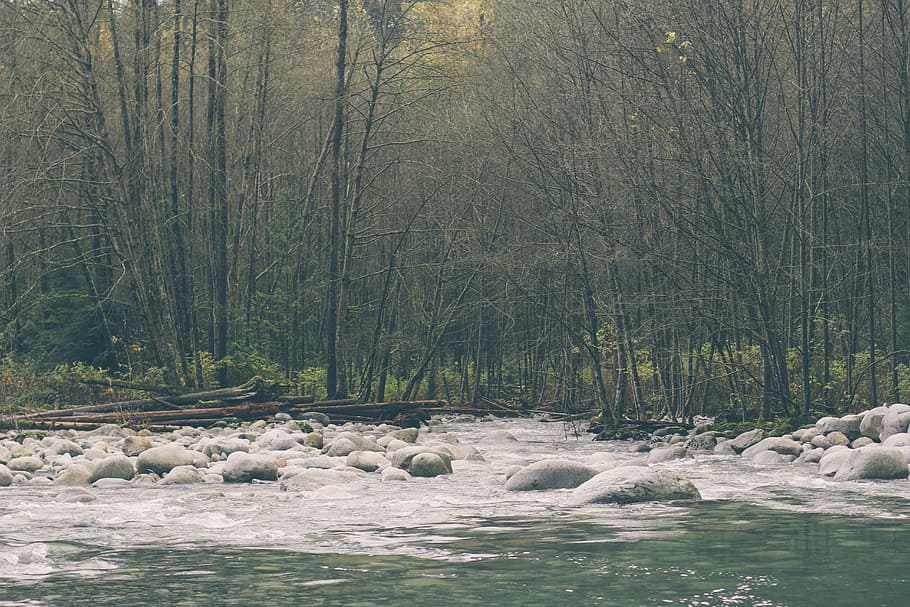 body of water between of forest trees, photo of bare trees and river HD wallpaper