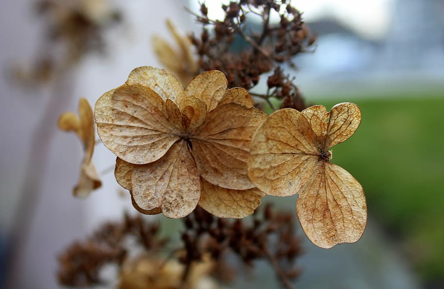nature, plant, leaf, closeup, season, at the court of, flower HD wallpaper