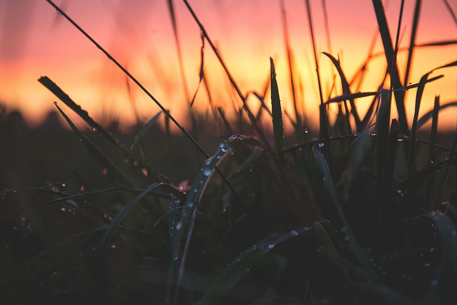 focus photo of green grass, blur, close-up, dawn, dewdrops HD wallpaper