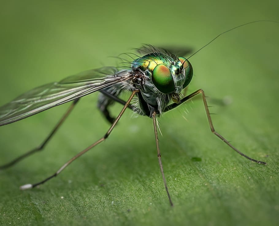 macro shot of green fly, nature, insect, bug, colour, detail HD wallpaper