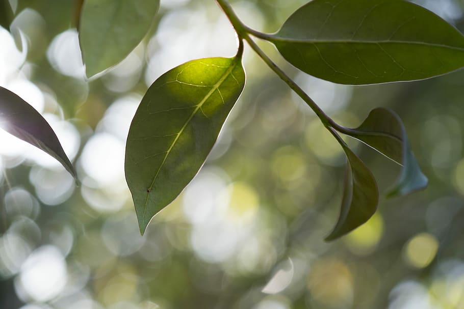 leaf, plant, nature, tree, plant part, growth, green color HD wallpaper