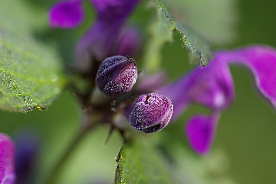 nature, flowers, macro, plant, purple, close-up, flowering plant HD wallpaper