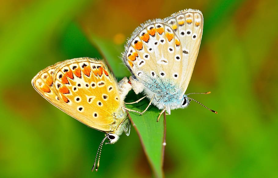 lepidoptera, butterflies, insects, macro, animal wildlife, invertebrate HD wallpaper
