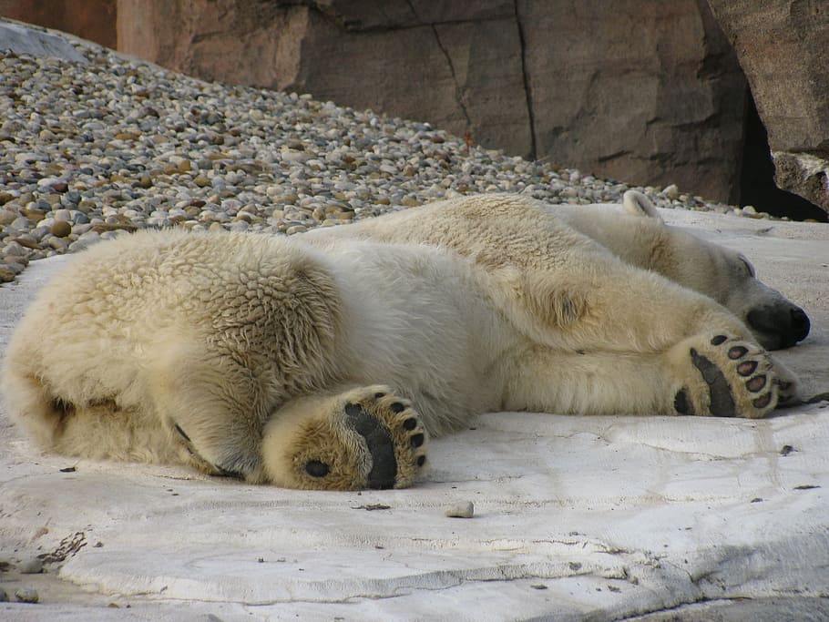 polar bear lying on snow-covered land, sleeping, nap, relax HD wallpaper