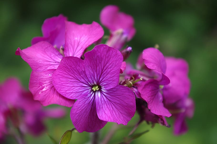 lunaria, annua, honesty, garden, plant, flower, purple, petals, HD wallpaper