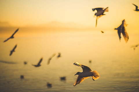 White Seagulls at Beach, animals, flying, bird, nature, sky, sunset HD wallpaper