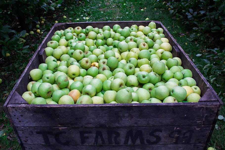 Fresh apples, fruit, garden, grass, green, nature, outdoor, food HD wallpaper