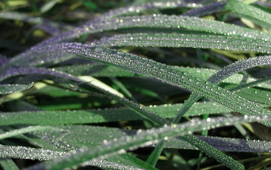 grass, rosa, drops, green, nature, water, plant, green color HD wallpaper