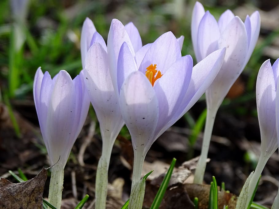 Crocus, Spring, Lenz, Early Bloomer, violet, garden, field HD wallpaper