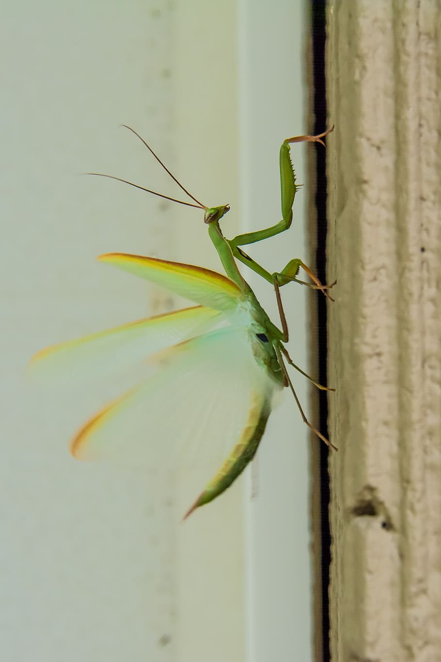 praying mantis, insects, green, bug, legs, predator, animal HD wallpaper