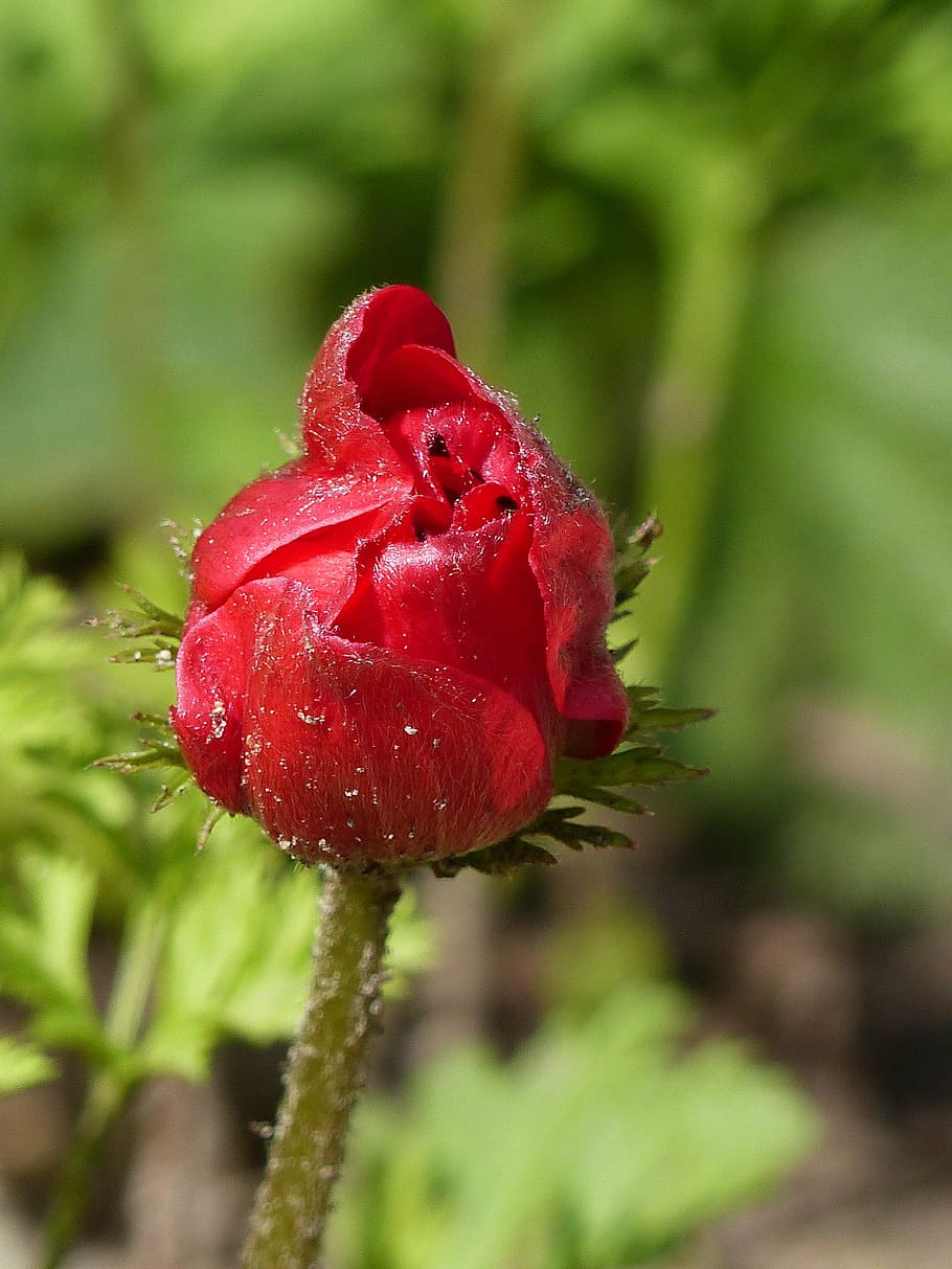 anemone, flower, bud, summer, red, green, nature, plant, petal HD wallpaper